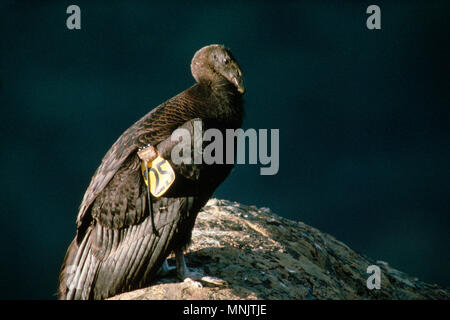 Kalifornien Kondor (GYMNOGYPS CALIFORNIANUS) JUVENILE KONDORE IN DER WILDEN/gefährdeten Arten Los Padres National Forest, Kalifornien Stockfoto