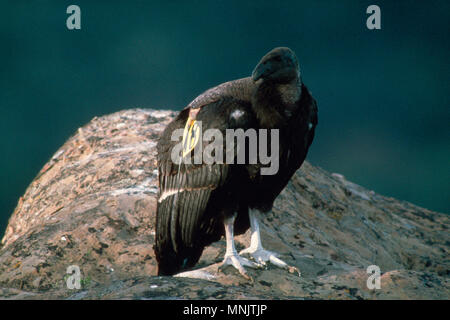 Kalifornien Kondor (GYMNOGYPS CALIFORNIANUS) JUVENILE KONDORE IN DER WILDEN/gefährdeten Arten Los Padres National Forest, Kalifornien Stockfoto