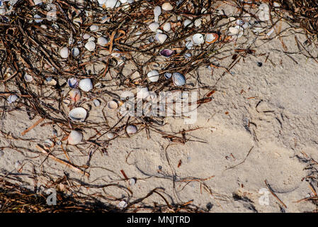 Textur mit Shell und Kiesel in wet Gelb Sand Strand. Ferienhäuser Hintergrund. Stockfoto