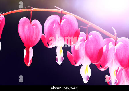 Blühende blutende Herz Blumen. Schöne Blumen Campanula pyramidalis in Form der Herzen genannt. Frühling blumige Komposition in Pink und Weiß. Stockfoto