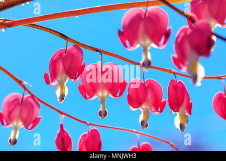 Rosa blutende Herz Blumen Blumenstrauß auf dem Hintergrund des blauen Himmels. Blumenstrauß aus gebrochenen Herzen Blumen mit selektiven Fokus Stockfoto