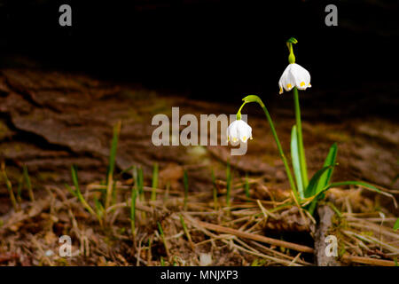 Märzenbecher Leucojum vernum Blumen blühen in den Sonnenuntergang. Frühe märzenbecher Blumen im März. Erste Blüten im Frühling. Nahaufnahme des Weißen sp Stockfoto