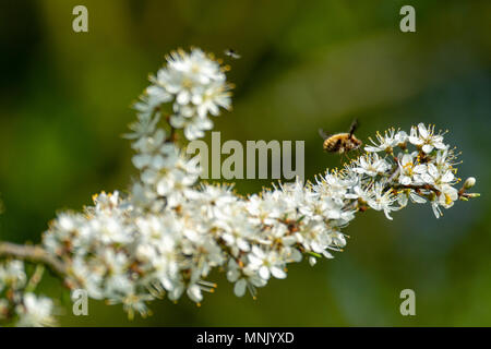 Bee-fly (Bombylius major) Fütterung mit schlehe (Prunus spinosa) Blüte Stockfoto