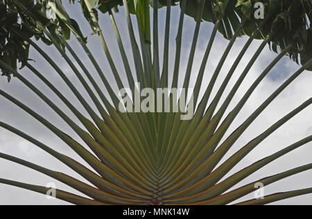 Detailansicht der Travellers Palm Stockfoto