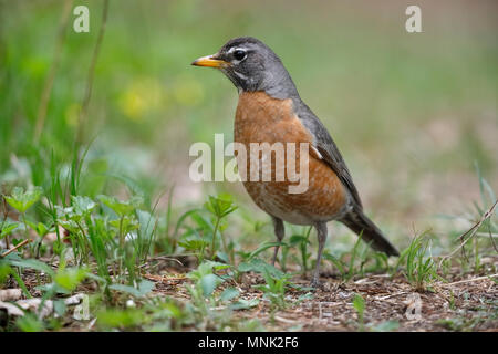 Weibliche amerikanische Robin (Turdus migratorius) auf dem Boden - Lambton, Ontario, Kanada gehockt Stockfoto