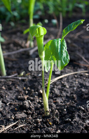 Nahaufnahme einer jungen aufstrebenden Jack-in-the-pulpit Werk in seinem natürlichen Lebensraum Wald Stockfoto