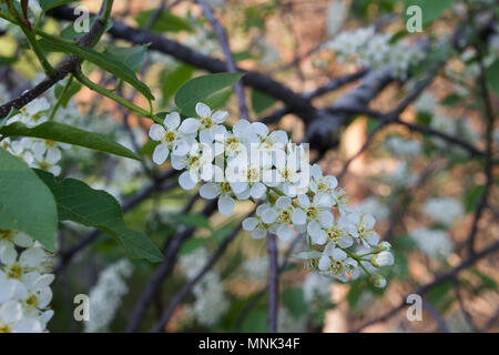 Nahaufnahme von Schneewittchen Kanada red cherry tree blossoms in voller Blüte im Frühling Stockfoto