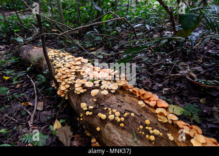 Orange Pilze auf einem toten Baum auf dem Waldboden an Goomboora Park, Brinsmead, Cairns, Far North Queensland, FNQ, QLD, Australien Stockfoto