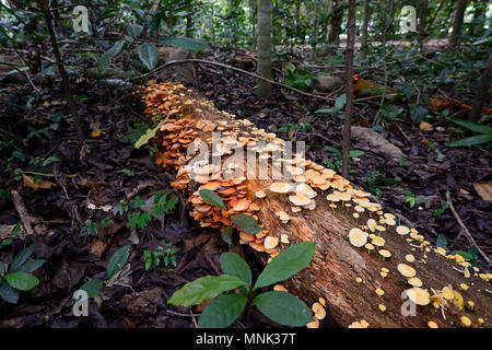 Orange Pilze auf einem toten Baum auf dem Waldboden an Goomboora Park, Brinsmead, Cairns, Far North Queensland, FNQ, QLD, Australien Stockfoto