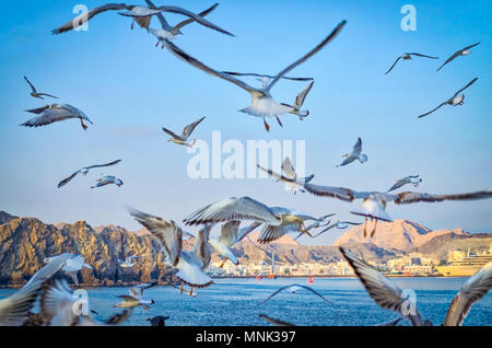 Herde von Tauben weg Fliegen in den Himmel mit dem Hintergrund von Muscat skyline Stockfoto