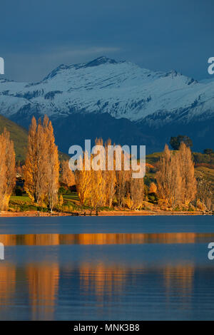 Pappeln im Herbst, und Berge im Mount Aspiring National Park, in Wanaka, Otago, Südinsel, Neuseeland Stockfoto