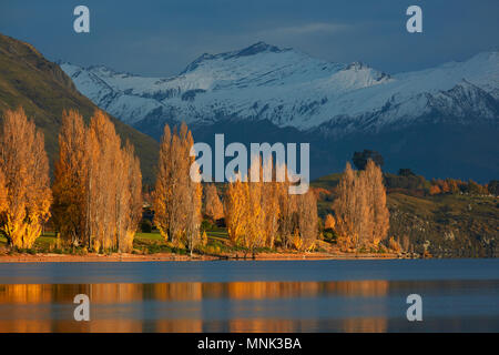 Pappeln im Herbst, und Berge im Mount Aspiring National Park, in Wanaka, Otago, Südinsel, Neuseeland Stockfoto