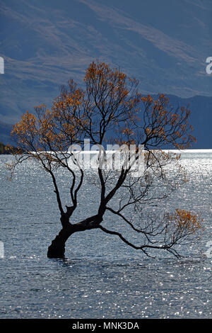 "Baum", dass Wanaka Lake Wanaka, Otago, Südinsel, Neuseeland Stockfoto