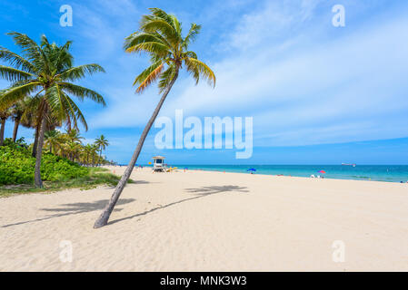 Paradise Strand bei Fort Lauderdale in Florida an einem schönen Sommer Tag. Tropischer Strand mit Palmen am weißen Strand. USA. Stockfoto