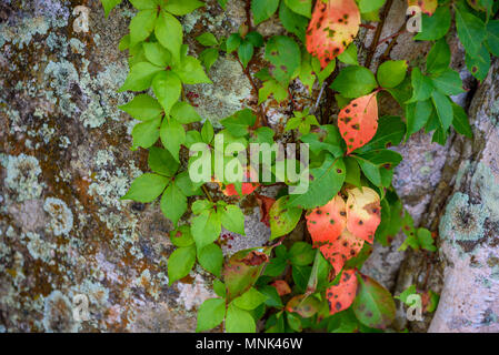 Schöne Landschaft des Everglades National Park. Promenaden im Sumpf. Florida, USA. Stockfoto