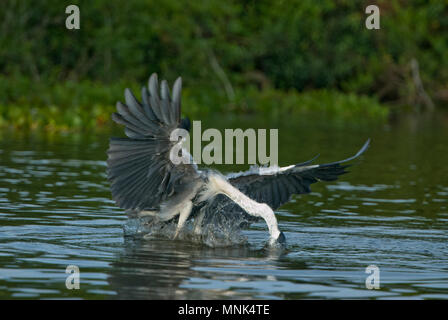 Cocoi (Weiß-necked) Graureiher (Ardea cocoi) fängt einen Fisch im Pantanal im südlichen Brasilien Stockfoto