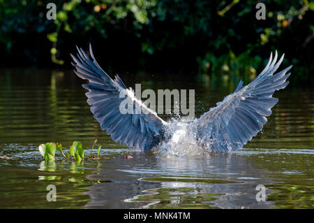 Cocoi (Weiß-necked) Graureiher (Ardea cocoi) fängt einen Fisch im Pantanal im südlichen Brasilien Stockfoto