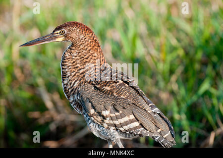 Juvenile rufescent Tiger - Heron (Tigrisoma lineatum) im Pantanal im südlichen Brasilien Stockfoto