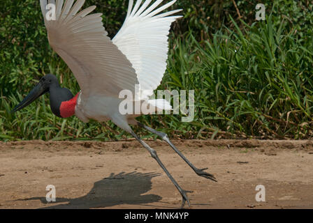 Jabiru-storches (Jabiru mycteria) in das Pantanal im südlichen Brasilien Stockfoto