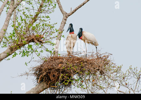 Jabiru Störche im Nest im Pantanal im südlichen Brasilien Stockfoto