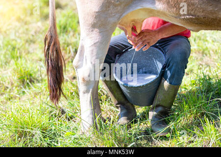 Das Melken einer Kuh manuell. alpine Kuh von Norditalien braun Rasse. Stockfoto