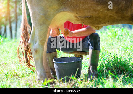 Ein Mann melken eine Kuh auf der Wiese. Im manuellen Modus. Stockfoto