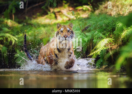 Sibirische Tiger Jagd in den Fluss. Runninh Bestie von Beten. Vor, wenn Tiger. Big Cat im Wasser. Amur Tiger in der Sommersaison. Stockfoto