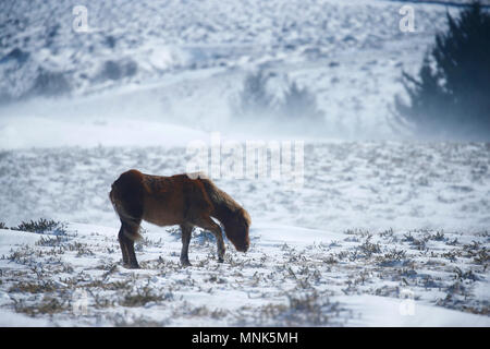 Schnee Drifters Stockfoto