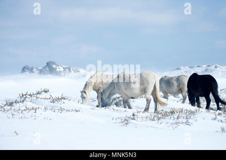 Schnee Drifters Stockfoto