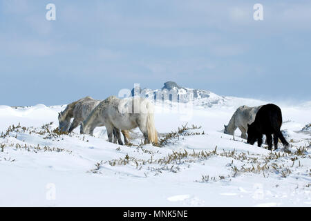 Schnee Drifters Stockfoto