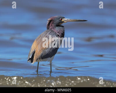 Dreifarbige Reiher Stockfoto