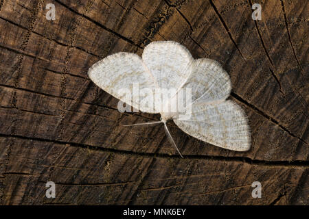 Braunstirn-Wei SSspanner, Cabera exanthemata, gemeinsame Welle, la Cabère pustulée, Schlüssel, der Spanner (Geometridae), Looper, Looper, geometer Motten, geometer Motte Stockfoto