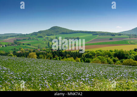 Flachs (Linum usitatissimum) in Blüte. Puy-de-Dome. Der Auvergne. Frankreich Stockfoto