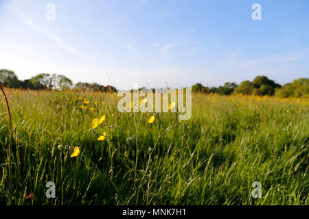 Ranunkeln in Sommer Feld Stockfoto