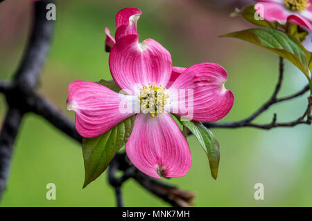 Cornus ist eine Gattung von Gehölzen in der Familie Cornales, allgemein bekannt als Hartriegel Stockfoto