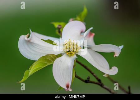 Cornus ist eine Gattung von Gehölzen in der Familie Cornales, allgemein bekannt als Hartriegel Stockfoto