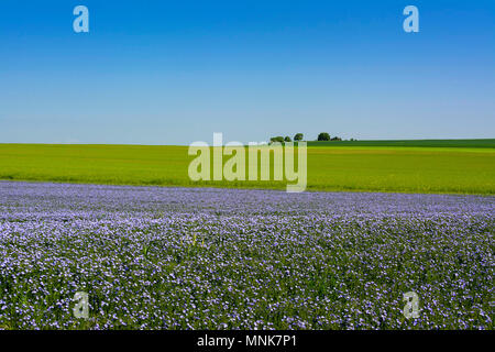 Flachs (Linum usitatissimum) in Blüte. Puy-de-Dome. Der Auvergne. Frankreich Stockfoto
