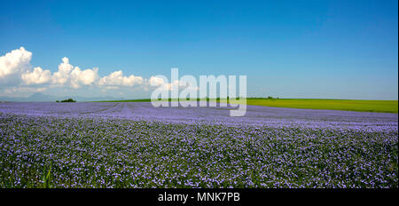 Flachs (Linum usitatissimum) in Blüte. Puy-de-Dome. Der Auvergne. Frankreich Stockfoto