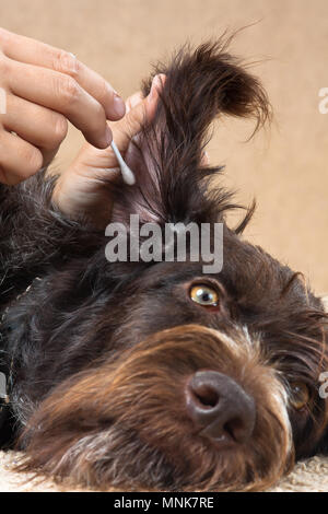 Hand Reinigung das Ohr von Hund mit Wattestäbchen Stockfoto