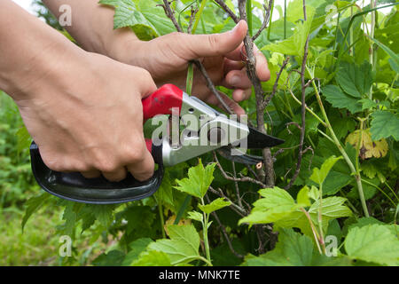 Hände von Gärtner Beschneidung schwarz Aktuelle mit gartenschere Stockfoto