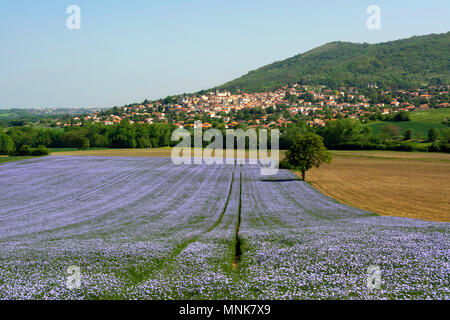 Dorf Mezel und Flachs (Linum usitatissimum) in Blüte. Puy-de-Dome. Der Auvergne. Frankreich Stockfoto