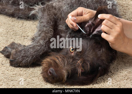 Hände Reinigung das Ohr von Hund mit Wattestäbchen Stockfoto