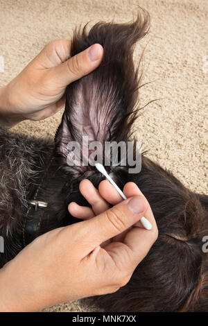 Hände von Frau Reinigung das Ohr von Hund mit Wattestäbchen Stockfoto