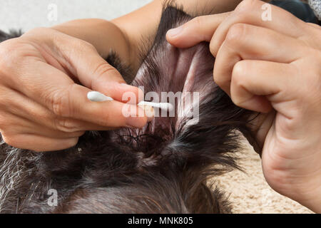 Hände Reinigung das Ohr von Hund von Ohrenschmalz mit Wattestäbchen Stockfoto