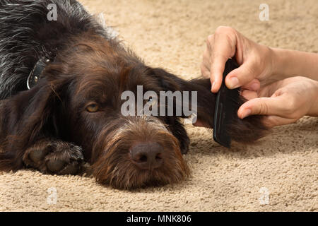 Hände von Frau kämmen Fell des Hundes, Nahaufnahme Stockfoto