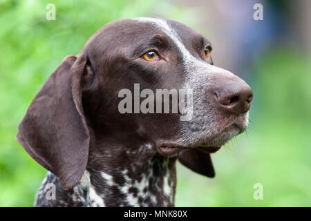 Portrait von Deutsch Kurzhaar Pointer auf Grün verschwommenen Hintergrund Stockfoto