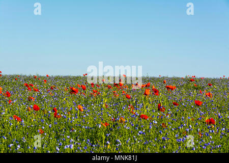 Mohnblumen und Flachs (Linum usitatissimum) in Blüte. Puy-de-Dome. Der Auvergne. Frankreich Stockfoto