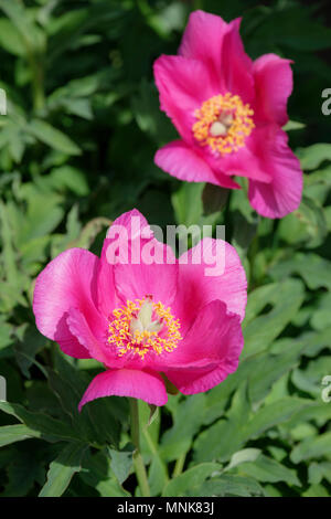 Close-up von Paeonia mascula Unterarten arietina Blumen genannt auch Ram horn Pfingstrose Stockfoto