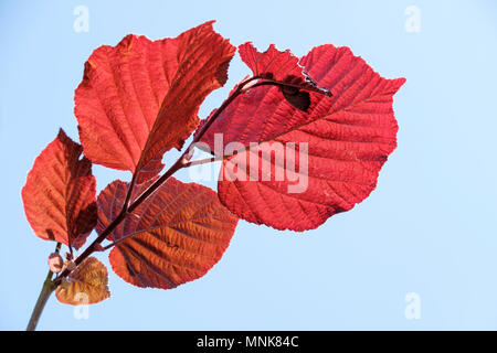 Von hinten beleuchtete Blätter von Corylus maxima purpurea (Hazel, Lila leaved filbert) gegen einen hellblauen Himmel Stockfoto