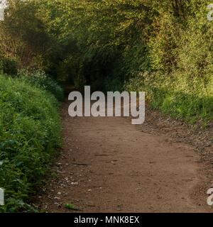 Ein Weg durch den Wald, die in die Dunkelheit Stockfoto